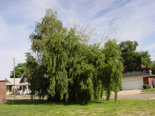 ./Gallery/2011 Bennet Lot Tree Removal/DSC06436.JPG
